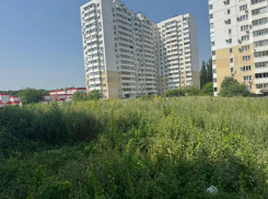 Новороссийцы утопли в зарослях амброзии и несбывшихся надеждах