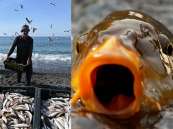 Рыбку съесть и субсидией не подавиться: поможет ли новый метод господдержки новороссийским рыбакам