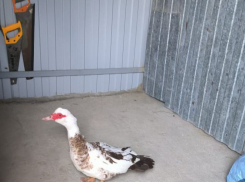 Чья утка? Новороссийцы с добрым сердцем приютили заблудившуюся утку 