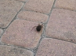 Огромного паука обнаружил местный житель в Новороссийске 