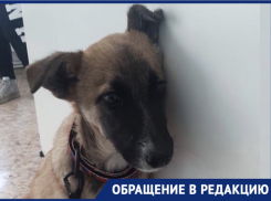 Лежала и стонала: новороссийцы спасли щенка и теперь ищут ему семью