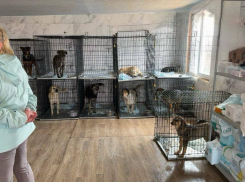 Не во всех приютах животным хорошо: итоги проверки в Анапе, Геленджике и Новороссийске 