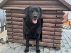 Уже неделю в Новороссийске ищут пропавшего лабрадора: хозяева дадут вознаграждение 