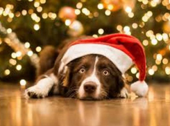 9 шагов к возвращению новогоднего настроения