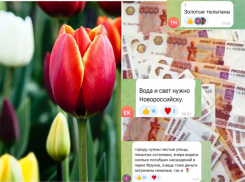 Новороссийцы раскритиковали мэрию за покупку «золотых» тюльпанов 