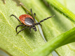 Клещи активизировались — как новороссийцам защититься от опасных кровопийц