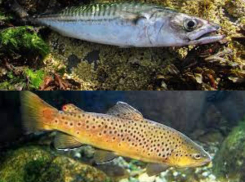 Жирная рыба Черного моря может продлить новороссийцам жизнь