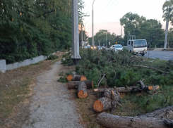 В Новороссийске вырубили еловую аллею ради столбов 