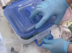 Новороссиец предстанет перед судом за выращивание наркосодержащих растений