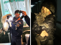 В Новороссийске прошедшей ночью пришлось спасать двух котиков