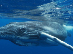 Календарь: 23 июля – день китов, дельфинов и хитрой Японии 