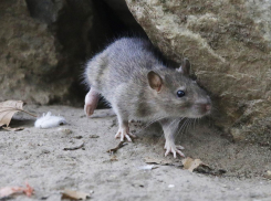 На набережной Новороссийска разгуливают крысы