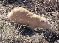Семейство нутрий в Новороссийске пополнилось прекрасной “блондинкой”