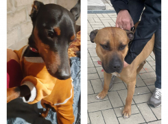 Цербер нашелся, а добрый боксер ищет своего хозяина