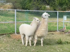 Мэр Новороссийска навестил альпаку Риту