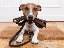 Горка, змейка и барьеры: в Новороссийске открылась площадка для выгула собак 