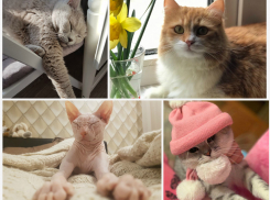 Премиум-корма, тоннели и кошачьи домики - всё для самого красивого кота Новороссийска