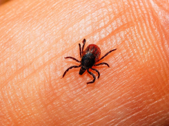 Как в фильме ужасов: двор Новороссийска кишит клещами 