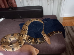 Удав прокусил руку жительницы Новороссийска: питомец напал на хозяйку 