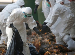 Птичьим гриппом заразились сотрудники птицефабрики на юге России 