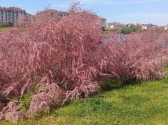 Вместо не прижившихся Кедров великой Победы на Малой земле высадят тамариксы