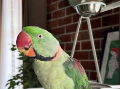 Дорога домой — в Новороссийске экзотическая птица ищет своих настоящих хозяев