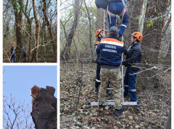 Спасли кошечку с дерева — благодарность спасателям от новороссийца