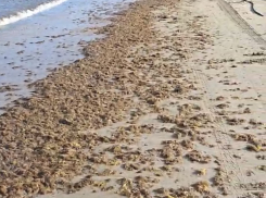 Радоваться тут нечему: эколог прокомментировал первый выброс камки в Анапе 