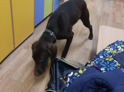 Хозяин, отзовись: в Новороссийске потерялся пес 