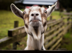 Сельский детектив: под Новороссийском украли козу ради ребёнка 