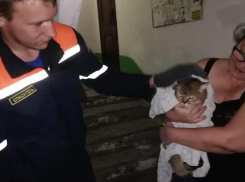В Новороссийске прошла операция по спасению кота из подвала