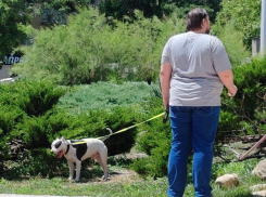 «Страшно ходить с детьми»: собачьи «дела» напрягают новороссийцев 