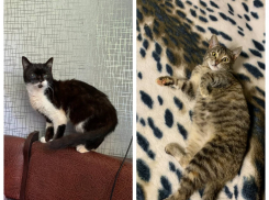 Экстренный поиск в Новороссийске за вознаграждение: Юлька и Бублик пропали