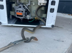 Ужасная рептилия захватила «стиралку» новороссийцев