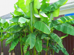 В соседней Анапе заколосились бананы