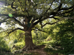 Почему новороссийский дуб не станет деревом года 2021
