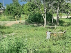 Дендропарк заброшен? — ответ от новороссийского эколога