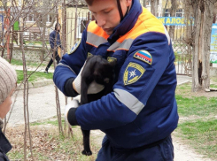 «Март – кошачий месяц»: спасатели Новороссийска сняли кота с верхушки дерева 