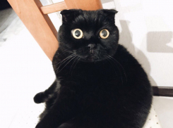 Сэр Ланселот - очень хочет победить в конкурсе «Самый красивый кот-2018» 