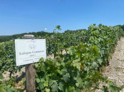  Раки, виноград и грибы: что еще собираются выращивать в Новороссийске