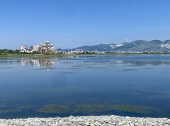 Ученый обнаружил в Суджукской лагуне исчезнувший вид водорослей 