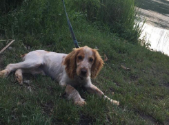 Зоозащита выходит на новый уровень: у жительницы Новороссийска дважды выкрали собаку