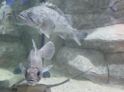 Она не та, кем кажется: в Черном море нашли всепожирающую рыбу