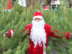 С середины декабря в Новороссийске начнут работать елочные базары