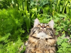 У Рыб начался новый этап, а Тельцам пора заняться планированием