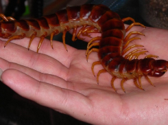 Топ-5 кусачих обитателей, которые могут оказаться в квартире жителей Новороссийска