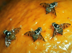 Сюрприз из Турции: 431 тонну зараженных апельсинов задержали в порту Новороссийска