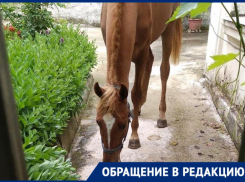 Замечательный сосед: в жилом доме Новороссийска поселилась лошадь