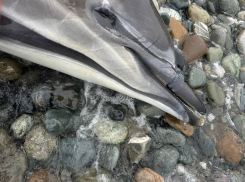 Больше 50 мертвых дельфинов собрали с пляжей Новороссийска этой весной