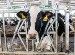 Если вы еще не вкурсе: в Новоссийске резко подешевела местная «молочка», особенно творог и масло